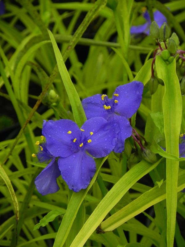 Tradescantia andersoniana ‘Sweet Kate’
