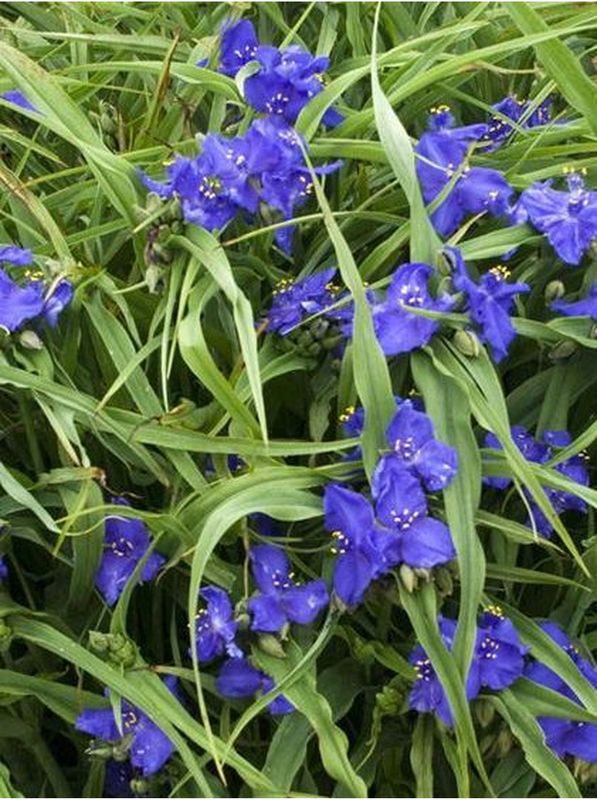 Tradescantia andersoniana ‘Zwanenburg Blue’
