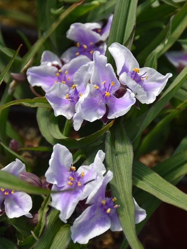 Tradescantia andersoniana ‘Bilberry Ice’