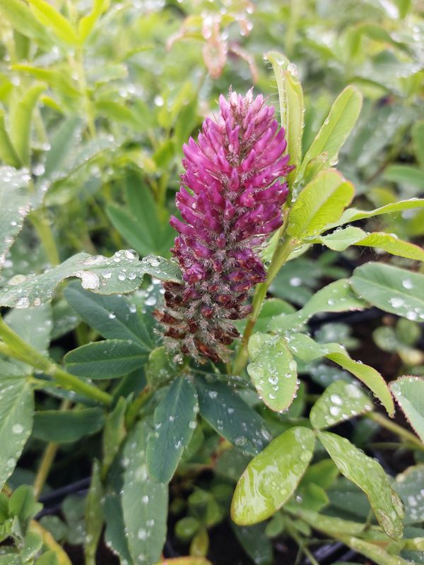 Trifolium rubens