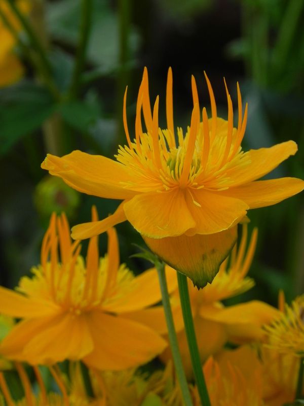 Trollius chinensis ‘Golden Queen’