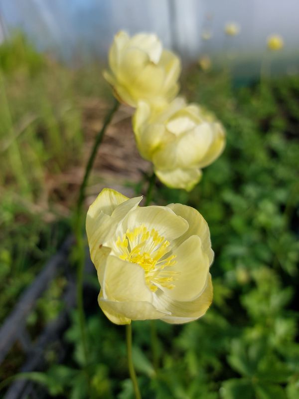 Trollius x cultorum ‘New Moon’