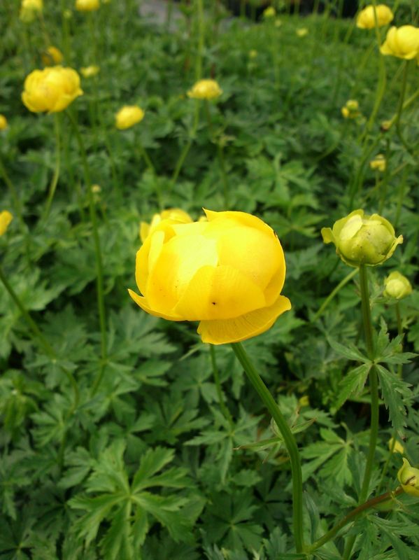 Trollius europaeus