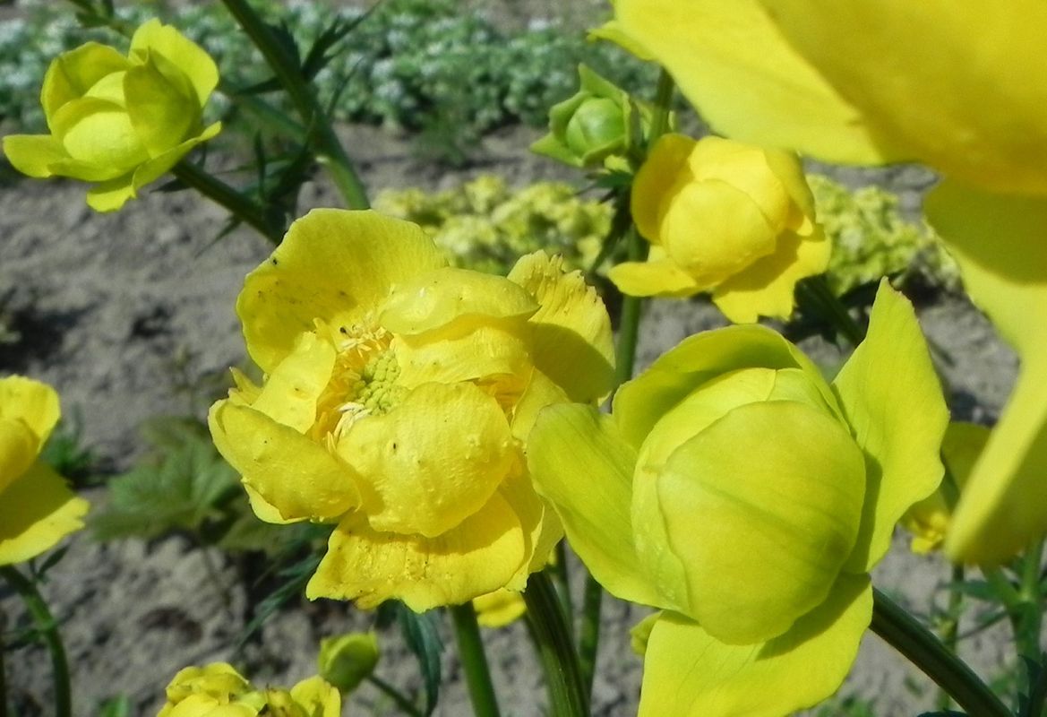 Trollius europaeus