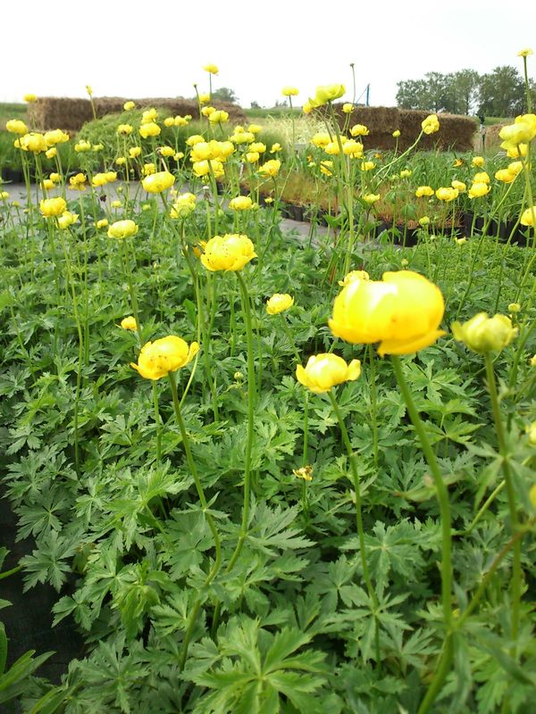 Trollius europaeus