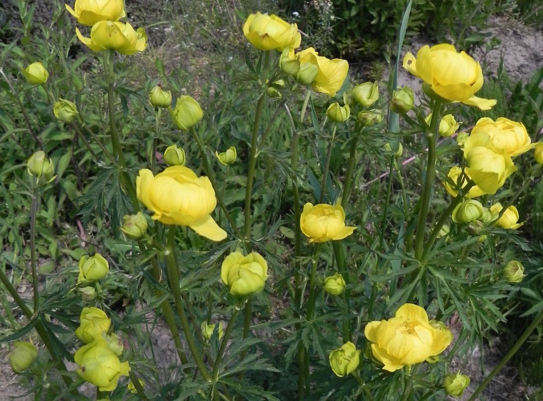 Trollius europaeus