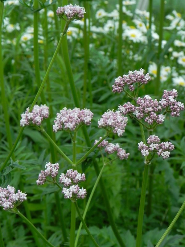 Valeriana officinalis