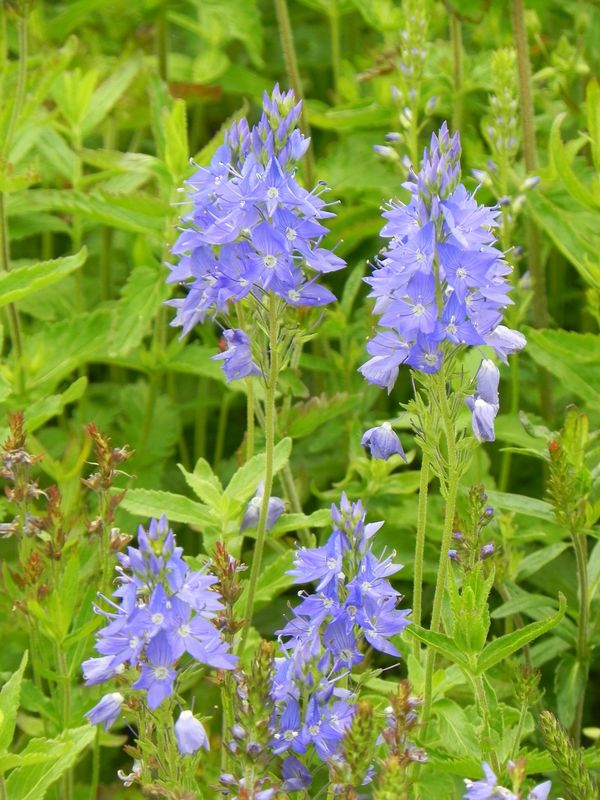 Veronica austriaca ‘Royal Blue’