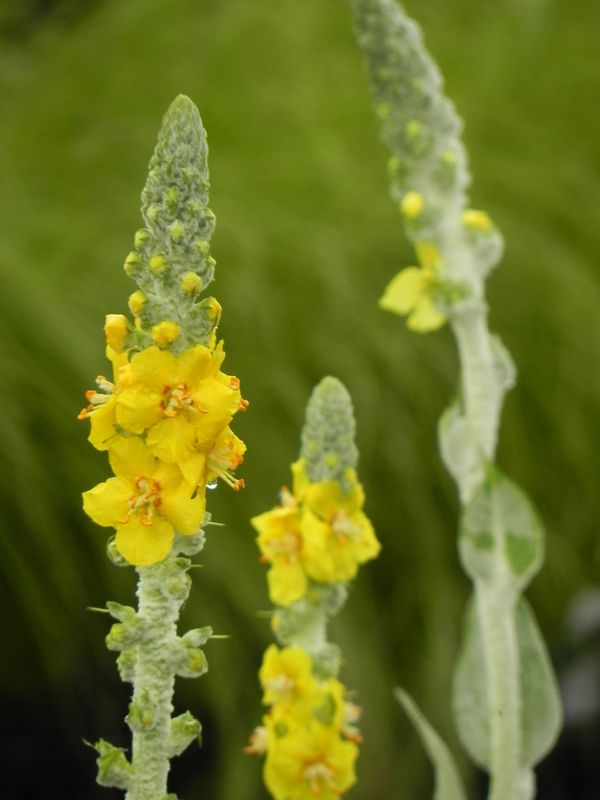 Verbascum bombyciferum