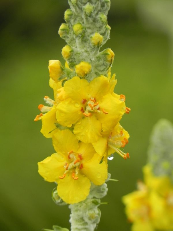 Verbascum bombyciferum