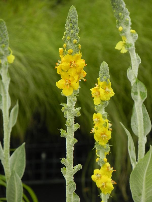 Verbascum bombyciferum
