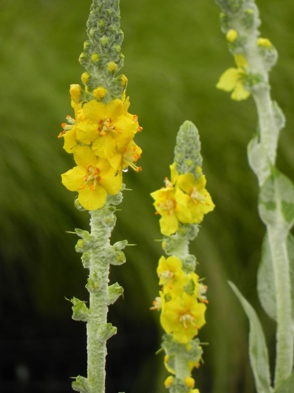 Verbascum bombyciferum