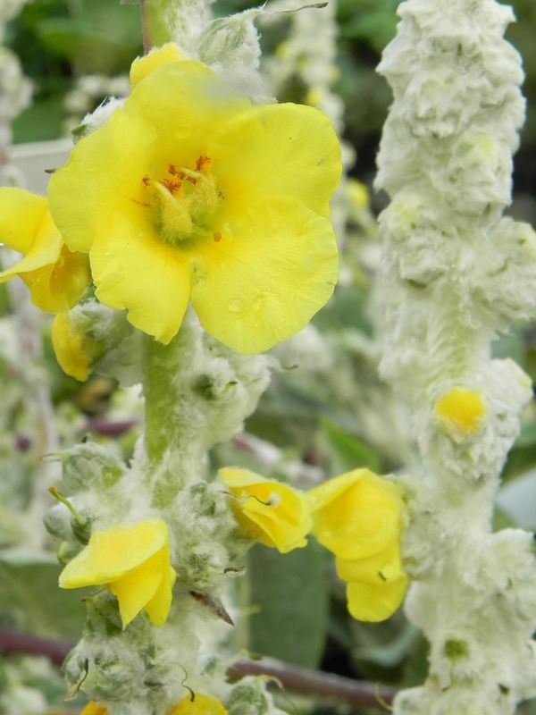 Verbascum bombyciferum