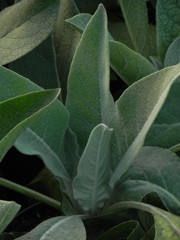 Verbascum bombyciferum