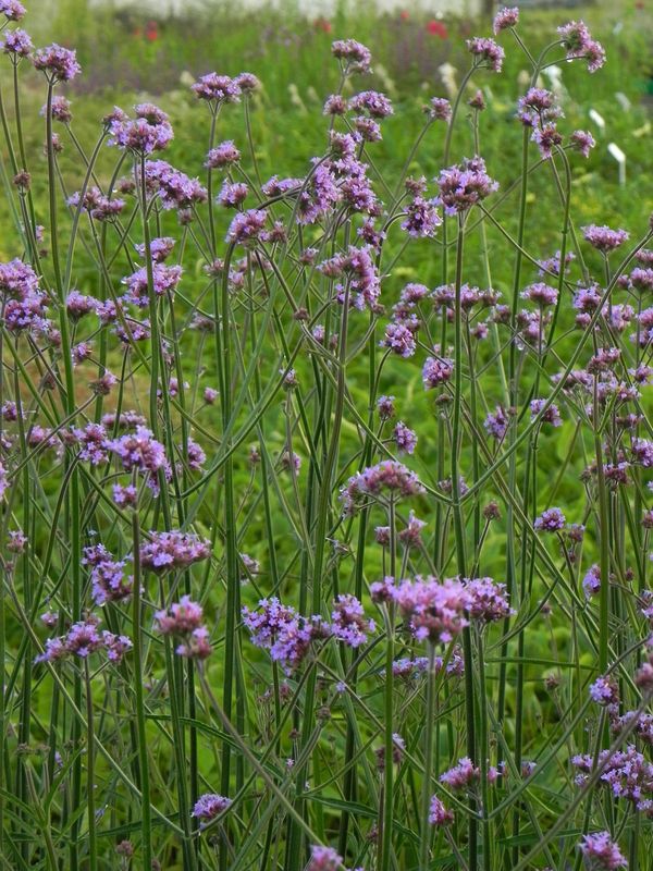 Verbena bonariensis