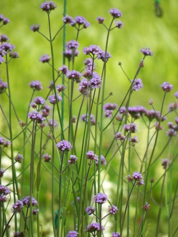 Verbena bonariensis ‘Violet Blue’