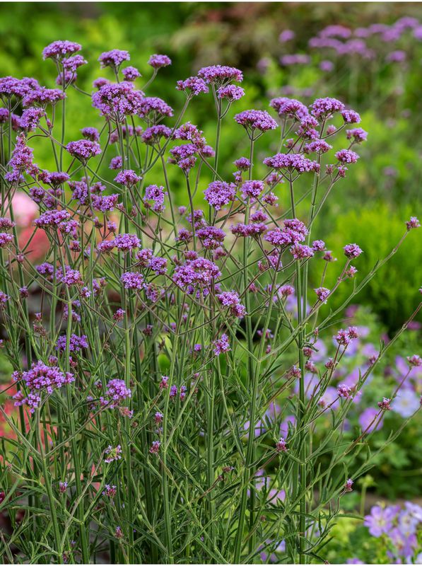 Verbena bonariensis ‘Bonnie Blue’