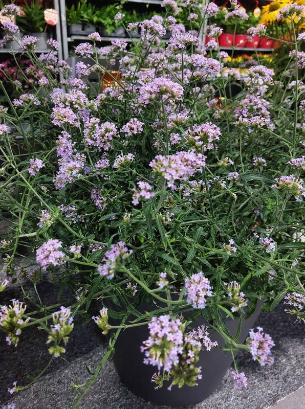 Verbena bonariensis ‘Lollipop’