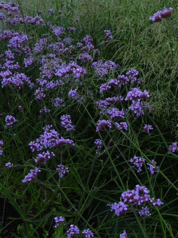 Verbena bonariensis ‘Lollipop’
