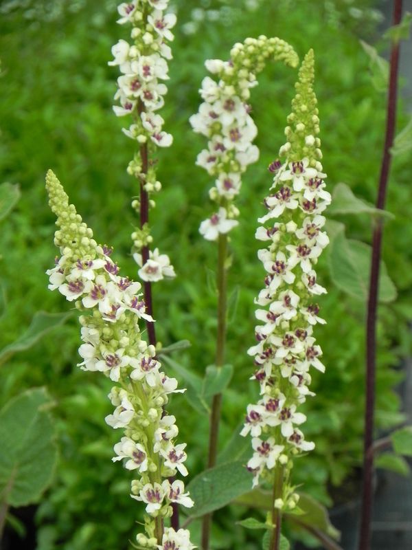 Verbascum chaixii ‘Wedding Candles’