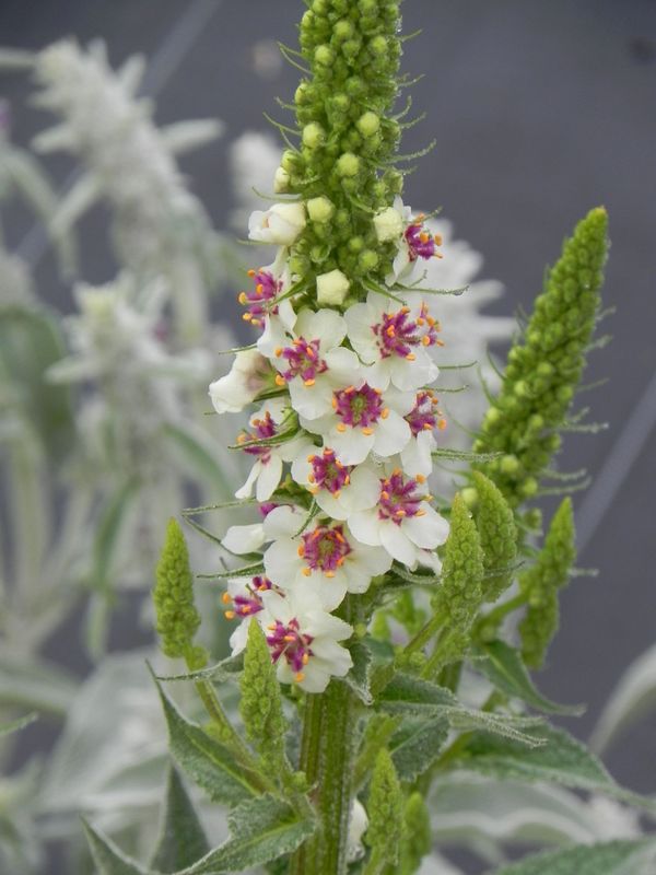 Verbascum chaixii ‘Wedding Candles’