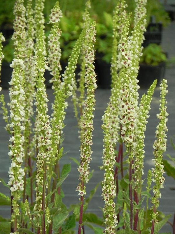 Verbascum chaixii ‘Wedding Candles’