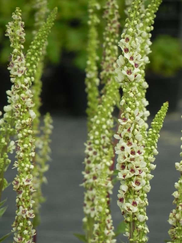 Verbascum chaixii ‘Wedding Candles’