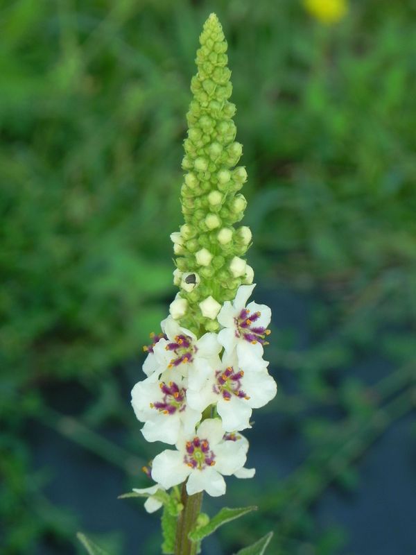 Verbascum chaixii ‘Wedding Candles’
