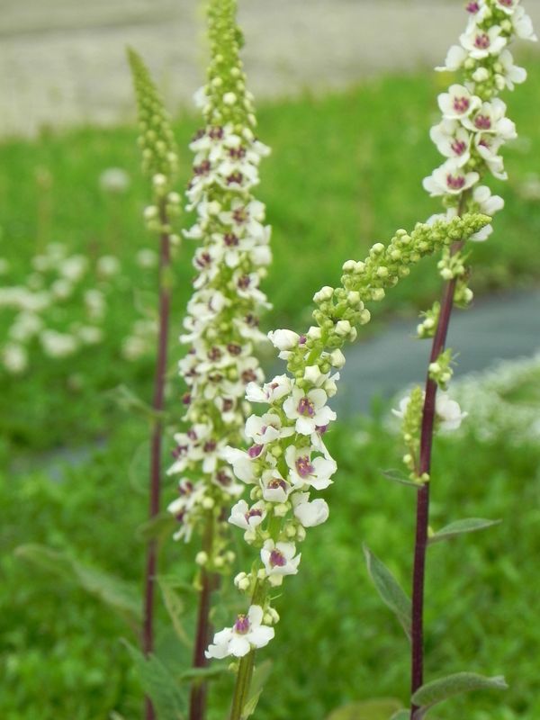 Verbascum chaixii ‘Wedding Candles’