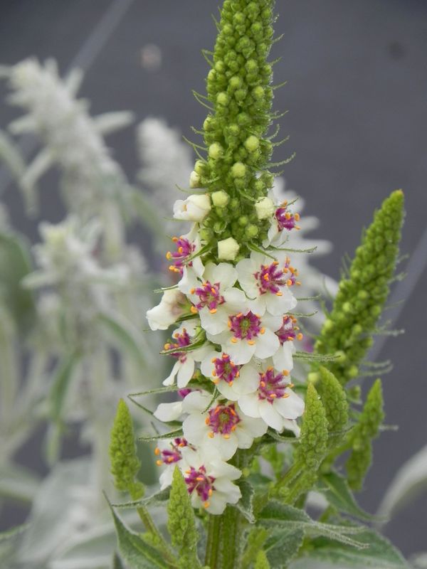 Verbascum chaixii ‘Wedding Candles’