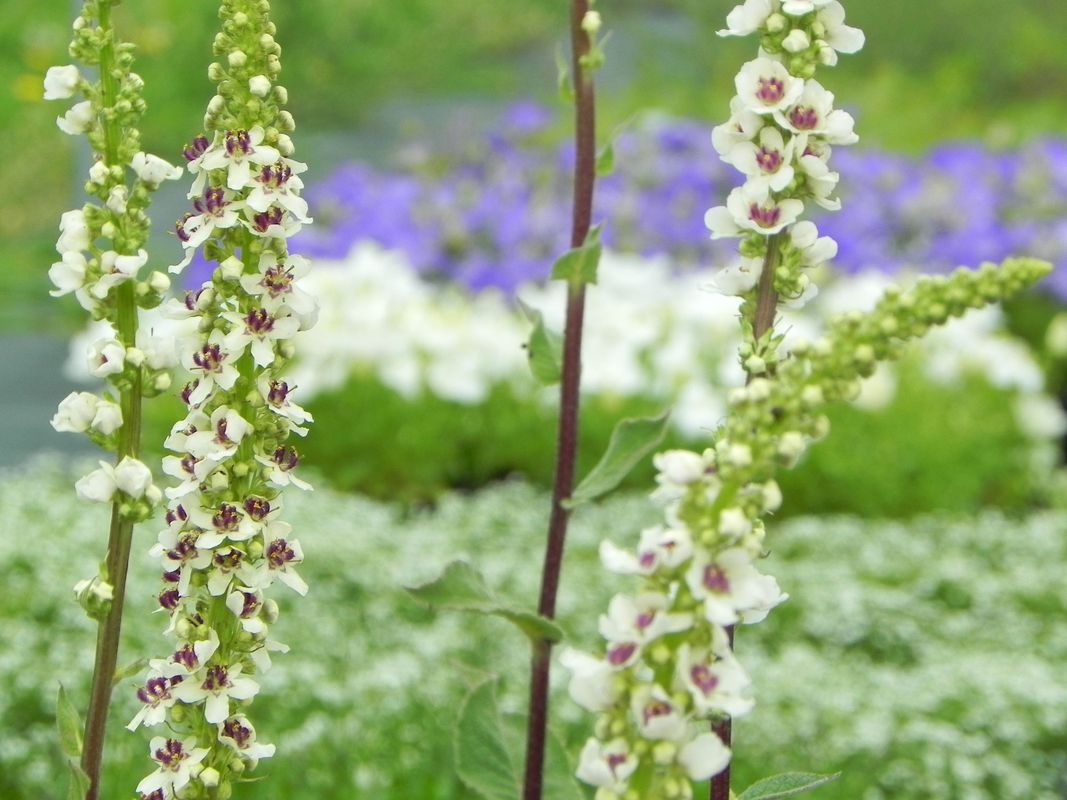 Verbascum chaixii ‘Wedding Candles’