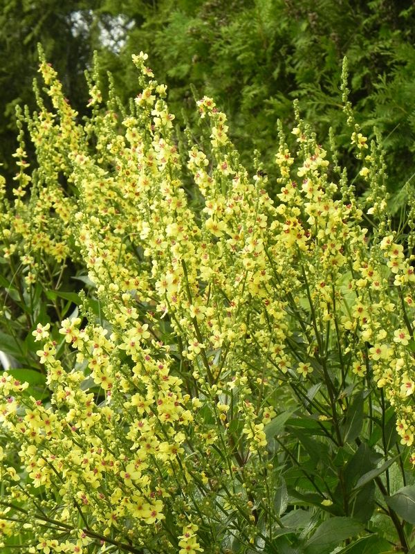 Verbascum chaixii ‘Sixteen Candles’