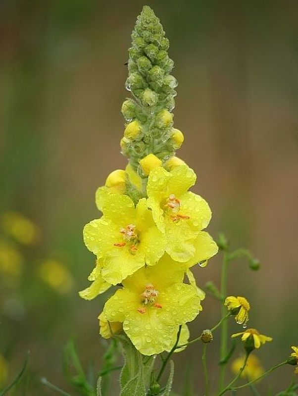 Verbascum densiflorum