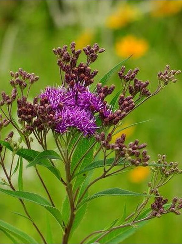 Vernonia fasciculata