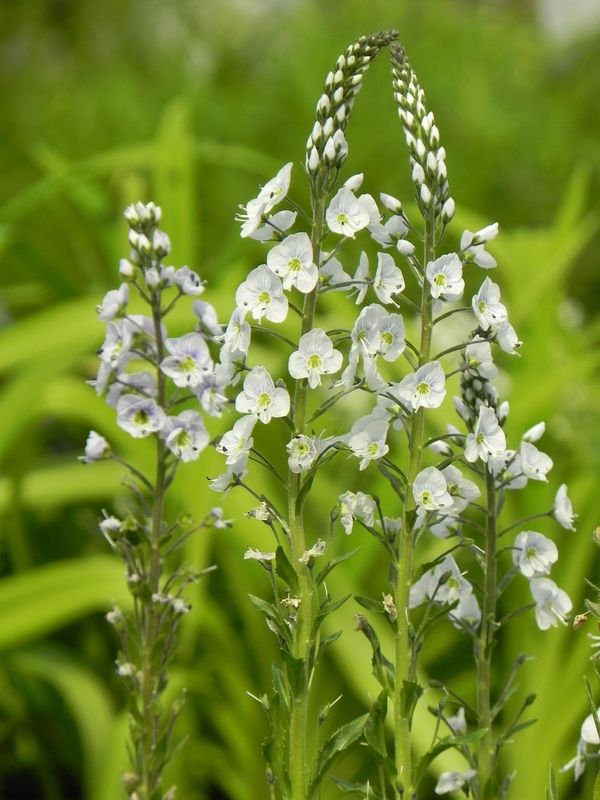 Veronica gentianoides