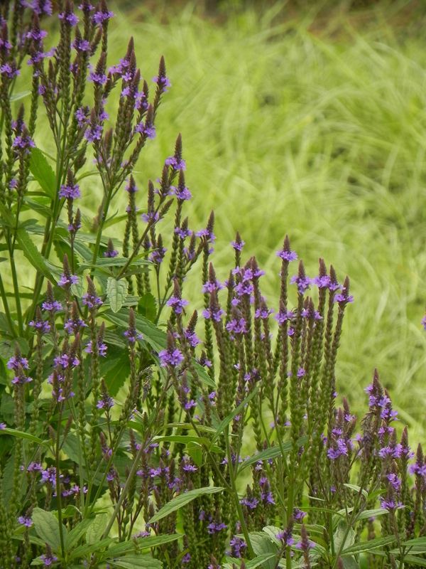Verbena hastata ‘Blue Spires’