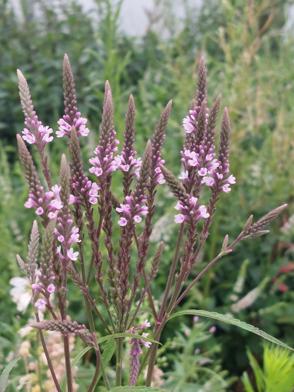 Verbena hastata ‘Pink Spires’