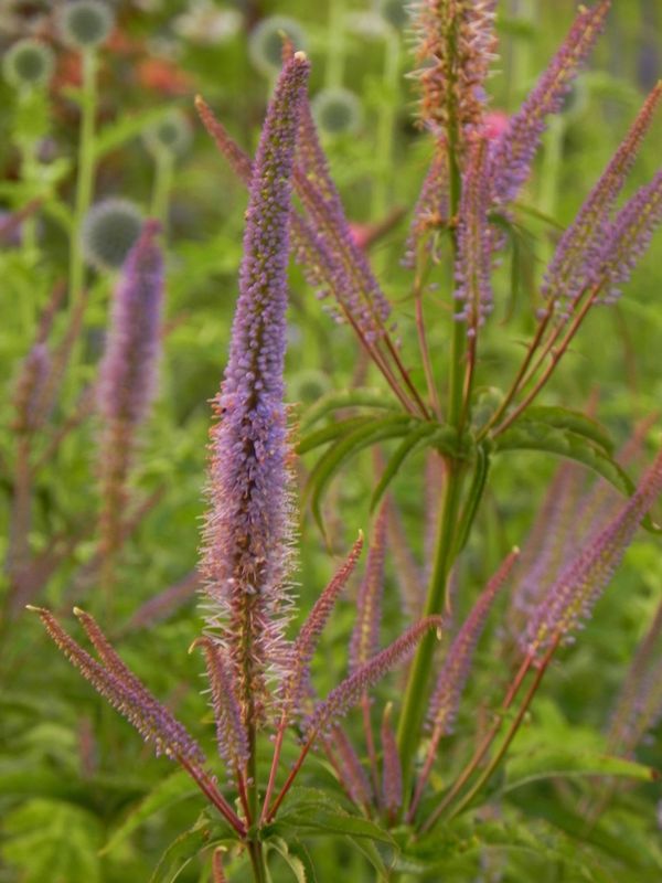 Veronicastrum hybrida ‘Cupid’