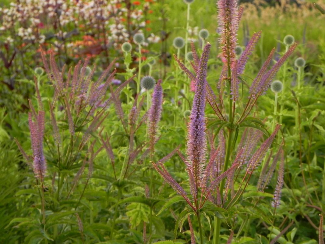 Veronicastrum hybrida ‘Cupid’