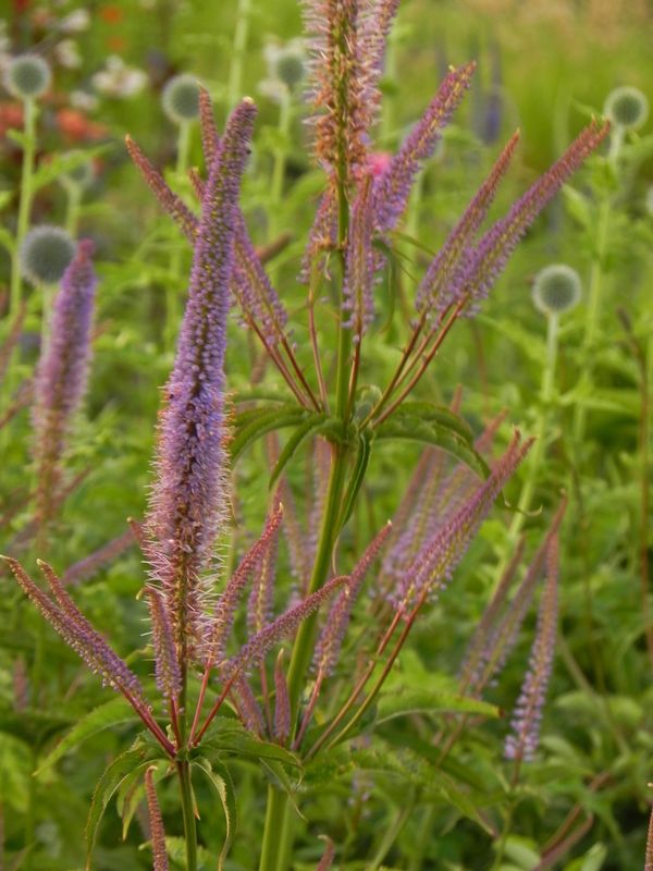 Veronicastrum hybrida ‘Cupid’