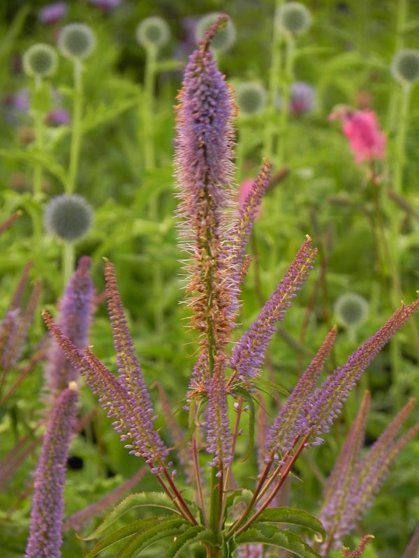 Veronicastrum hybrida ‘Cupid’