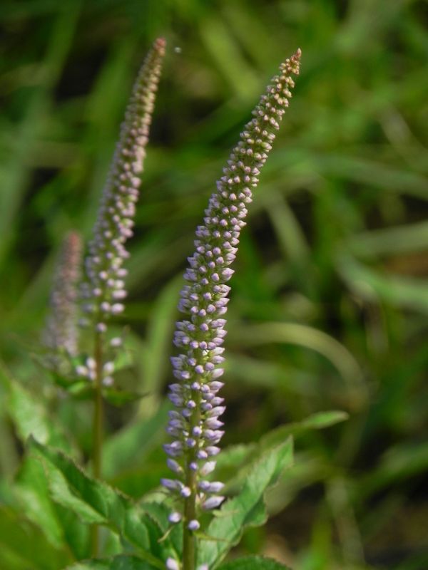 Veronicastrum hybrida ‘Cupid’