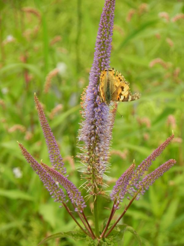 Veronicastrum hybrida ‘Cupid’