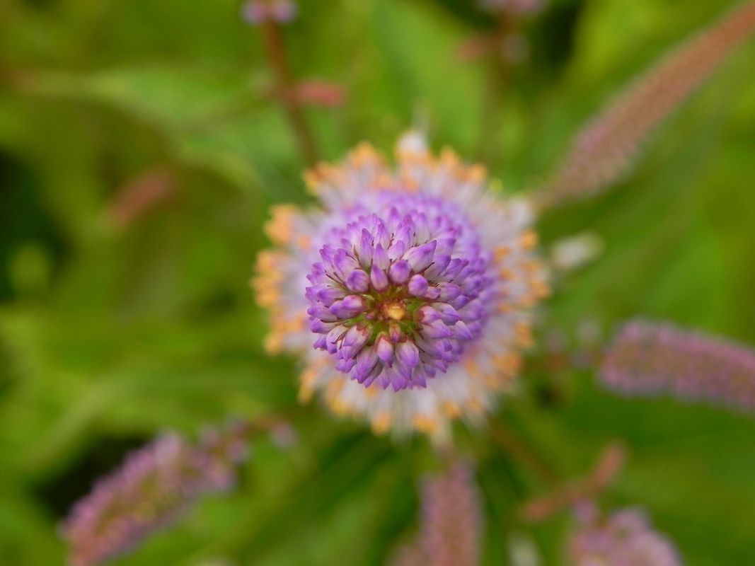 Veronicastrum hybrida ‘Cupid’