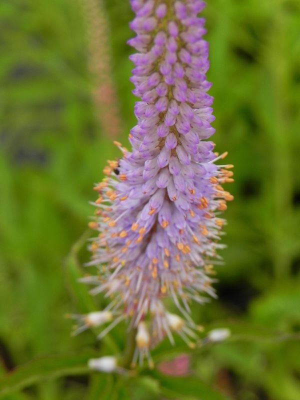 Veronicastrum hybrida ‘Cupid’