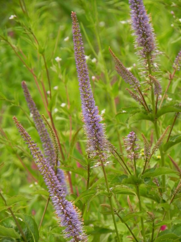 Veronicastrum hybrida ‘Cupid’