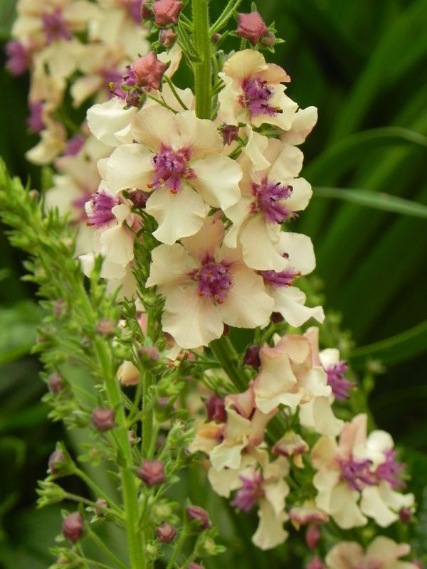 Verbascum hybridum ‘Southern Charm’