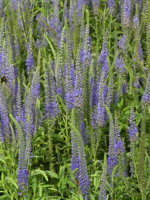 Veronica longifolia
