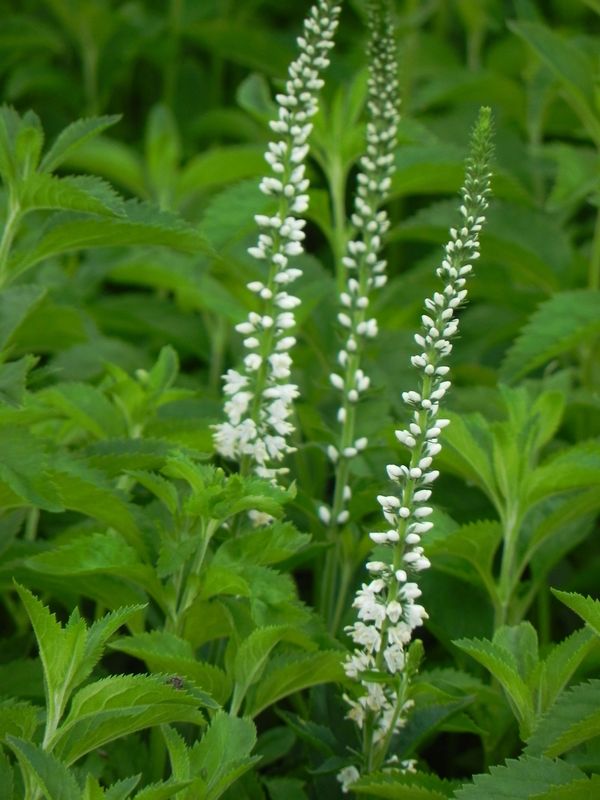 Veronica longifolia ‘Schneeriesin’