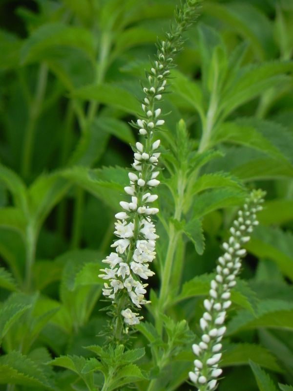 Veronica longifolia ‘Schneeriesin’
